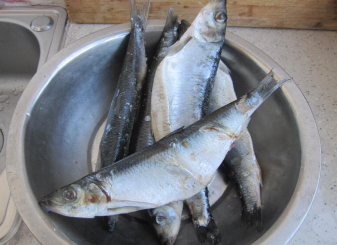 四大家鱼之一 和草鱼齐名 如今农村少人养却在钓场混得风生水起 腾讯新闻