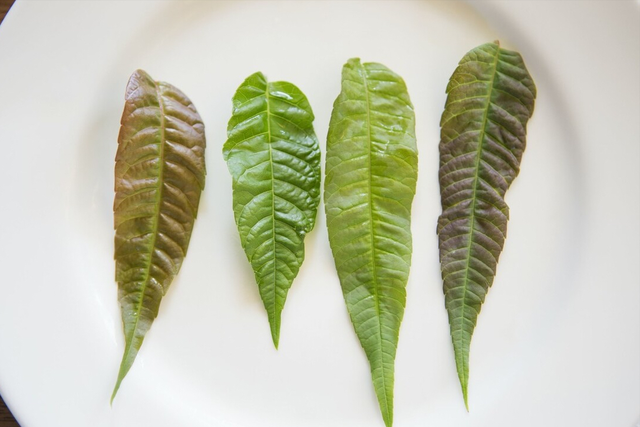 买香椿时,大家如果有留意观察,就会发现香椿叶子的颜色还是有所区别的