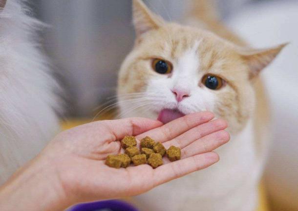 猫界排行榜之"四脚吞金兽",好比养了一只狗!
