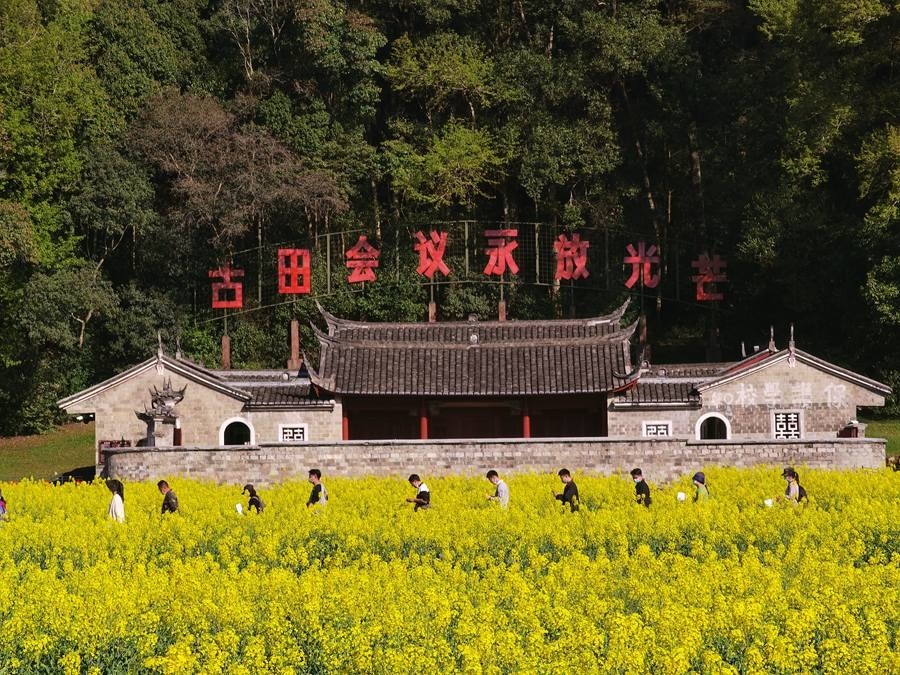 福建省龙岩市上杭县古田会议会址前,百亩油菜花迎春绽放.