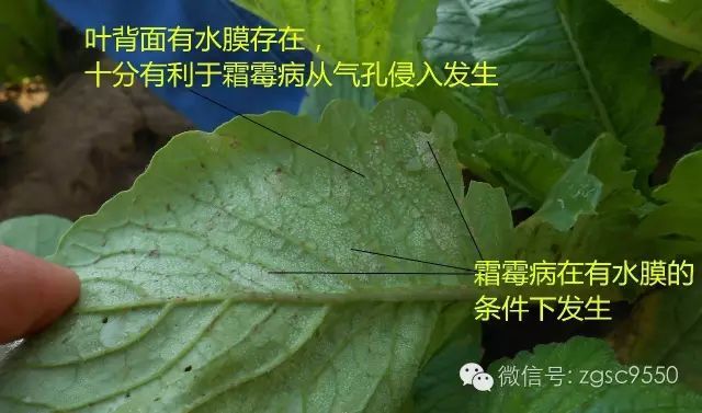 消之宝