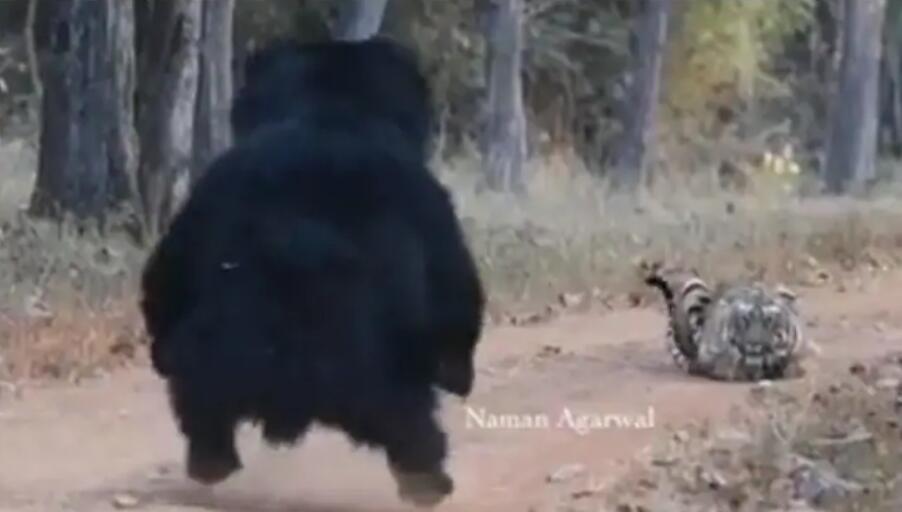 印度一头黑熊与老虎相遇站起身威吓老虎天津航空重庆基地