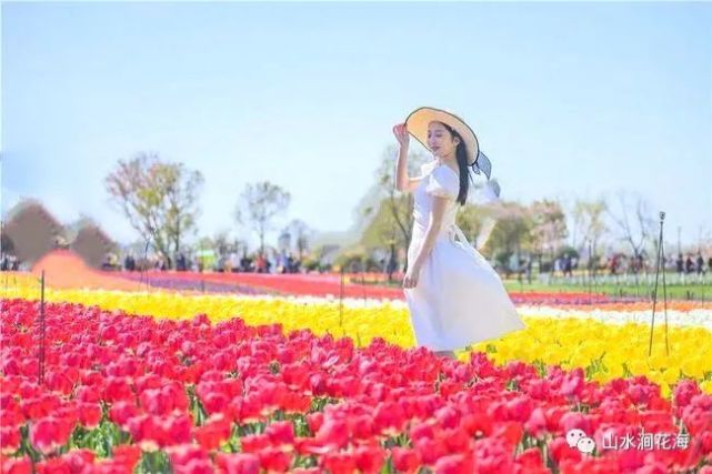 无为市红庙山水涧花海景区春季郁金香花展3月19盛大开慕,免费门票送