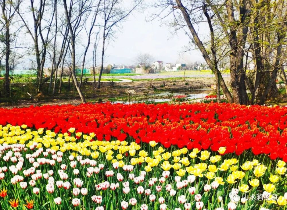 绝美春天无为市红庙山水涧花海景区春季郁金香花展3月19盛大开慕免费