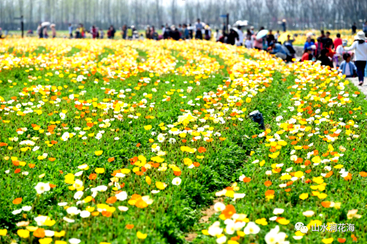 绝美春天无为市红庙山水涧花海景区春季郁金香花展3月19盛大开慕免费