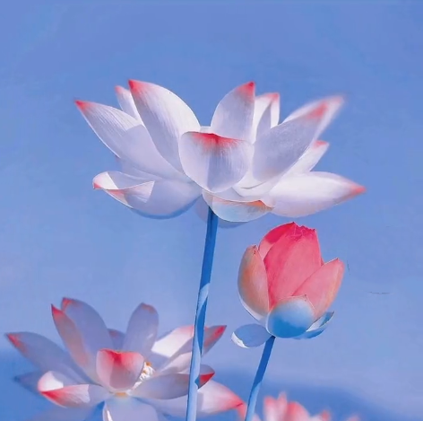 超火的荷花头像丨花谢花开 终是亮点