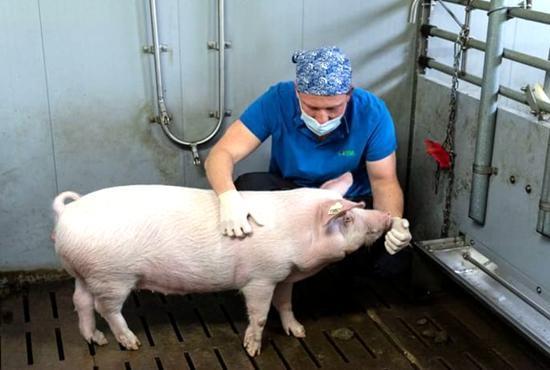 基因改造的第一人世界首例猪心脏移植