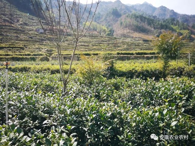 在茶園春季管護中,我們全程採用人工除草,不用除草劑,力求我們種出的