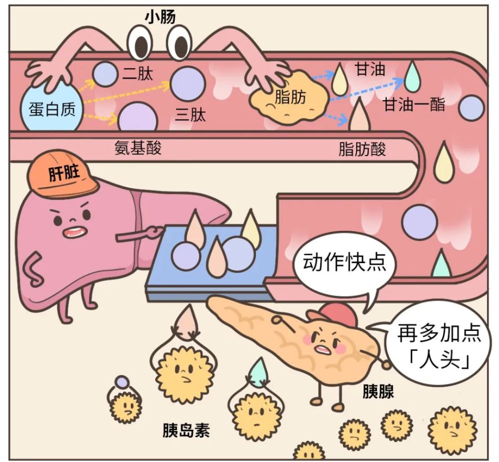 小肠吸收营养图片