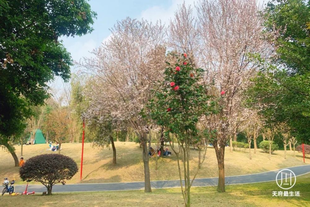 野餐 耍水 露營耍法很多這個泥巴沱森林公園是龍門陣群友推薦的