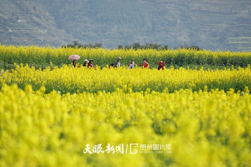 开阳底窝坝油菜花图片