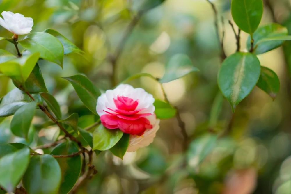 山茶花盛開啦金華這個村週末要火爆