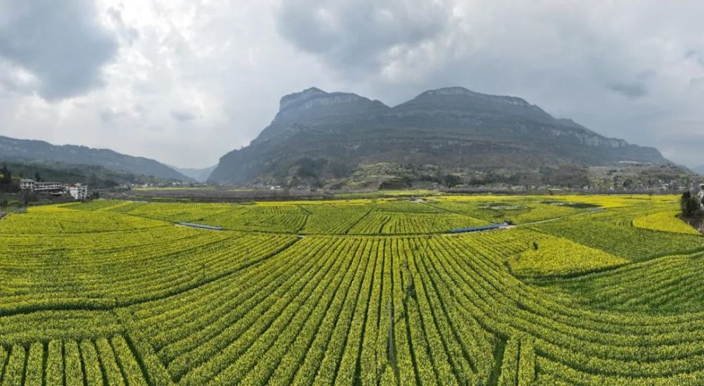 桐梓赏花经济激活春季旅游消费