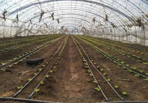 人勤春来早丨如何管理春大棚蔬菜|播种|蔬菜|育苗|有机肥|大棚蔬菜