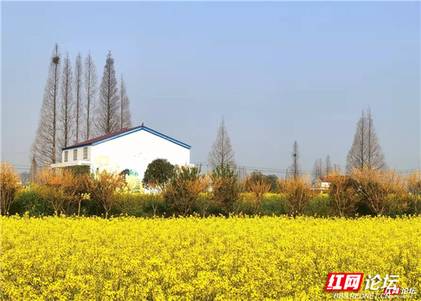 也是盛放在春天的乡愁|油菜花|村庄|安乡县深柳镇|大地
