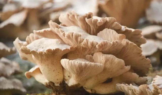 灵芝菇撑开"致富伞" 美丽乡村解乡愁