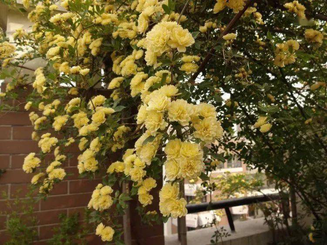 小院养花种棵四季木香花耐热耐寒适合打造花墙