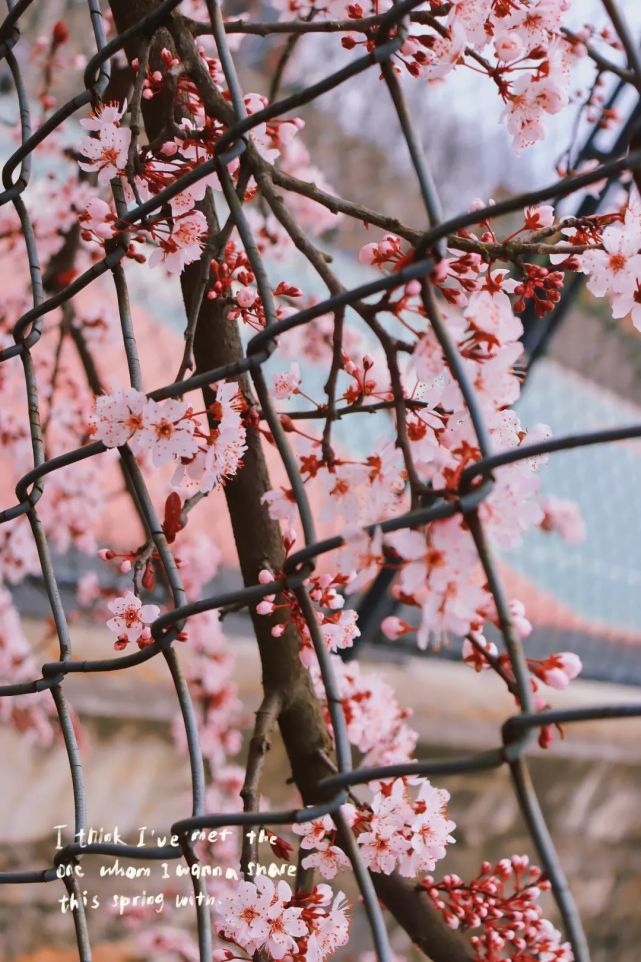 圖/李往翠願你我,都能乘著最後一絲春光,重返校園,在櫻花樹下重逢,用