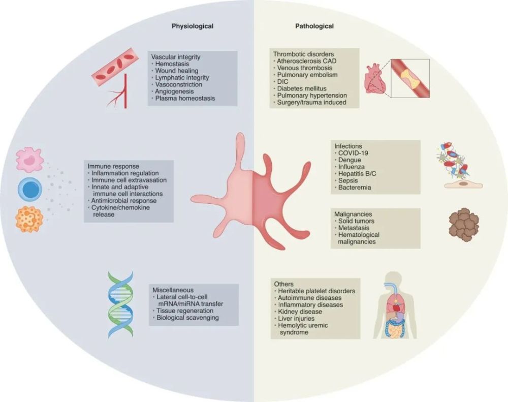 血小板生理和病理作用的示意圖血小板研究推動場醫學革命單細胞分析