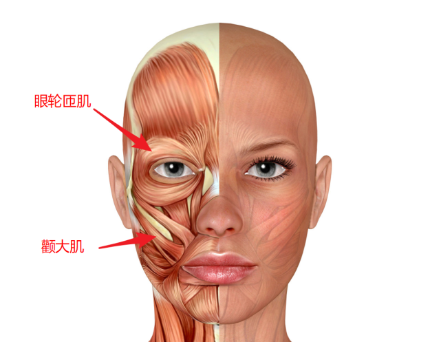 脸上有两块肌肉起了重要作用:颧骨大肌和眼轮匝肌
