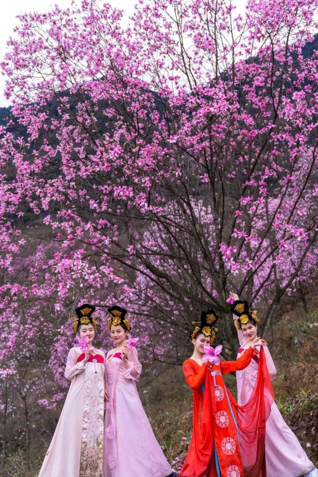 9元搶九皇山門票,賞漫山遍野的辛夷花海