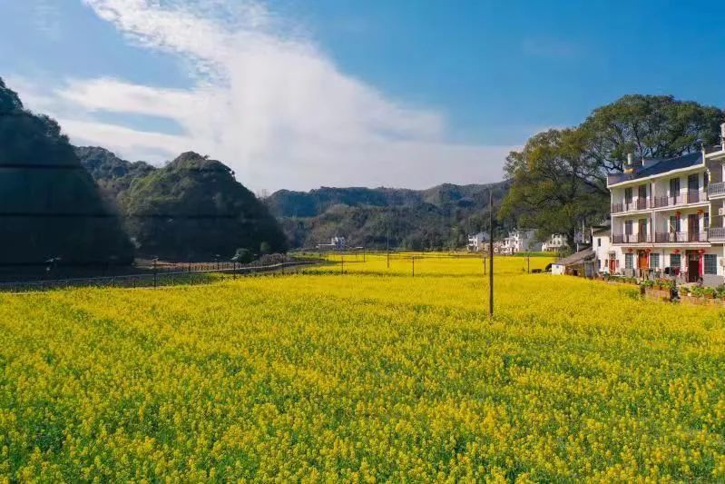 来婺源洙坑村吧,同赴一场"双色"之旅_腾讯新闻