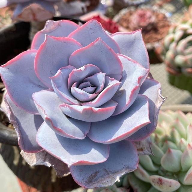 多肉薄叶三仙的颜值的确很仙,但是,适合阳台党的只有广寒宫