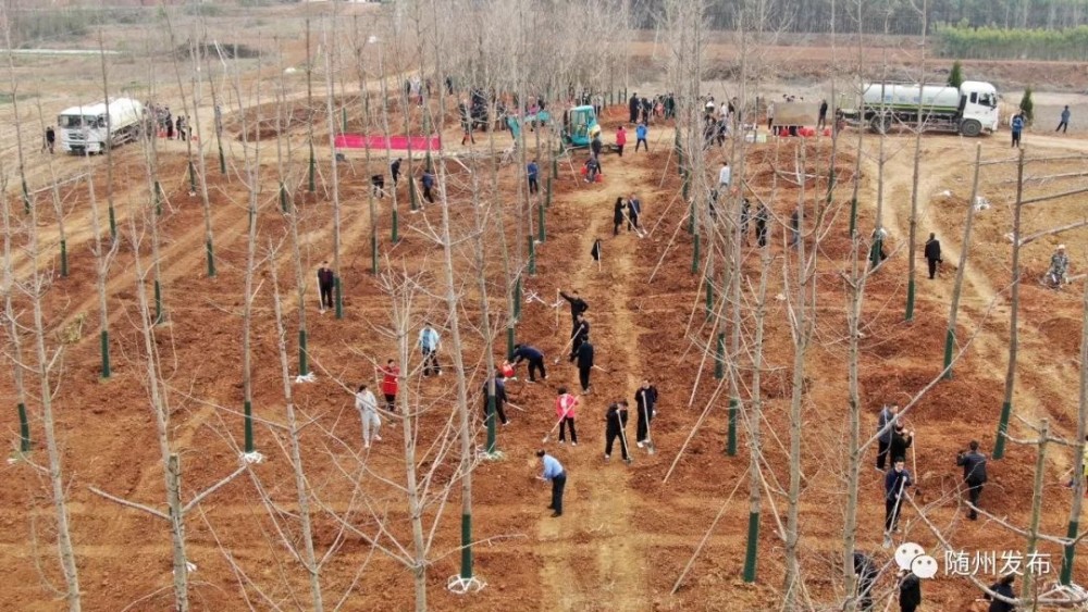 【腾讯资讯】 植此青绿！随州今年已义务植树193万株随州义务植树,生态文明建设,林业生态建设