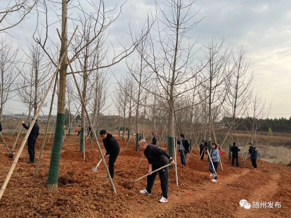 【腾讯资讯】 植此青绿！随州今年已义务植树193万株随州义务植树,生态文明建设,林业生态建设