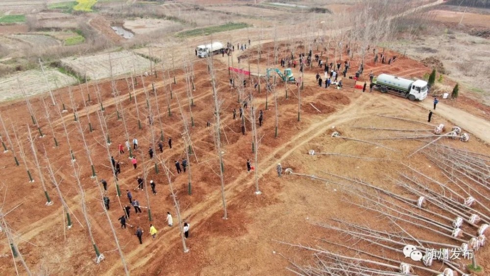 【腾讯资讯】 植此青绿！随州今年已义务植树193万株随州义务植树,生态文明建设,林业生态建设