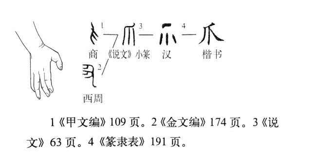 《说文解字》537课:细说"爪"字,成语"雪泥鸿爪"中的"爪"字何义?