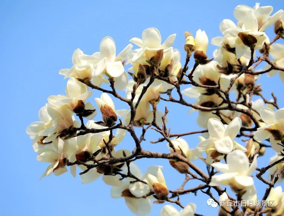 商丘市日月湖景区有一种春色叫玉兰花开