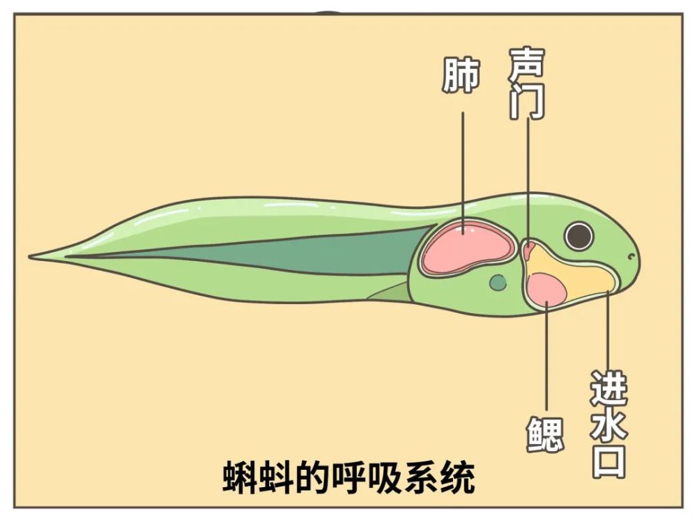 而关闭声门的动作非常相似为了防止水进入肺部与两栖动物用鳃呼吸时