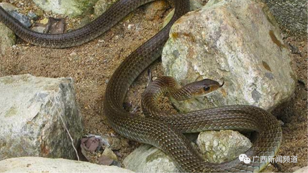 无毒蛇的种类非常多,不论是大蛇小蛇广西处于亚热带季风性气候大家