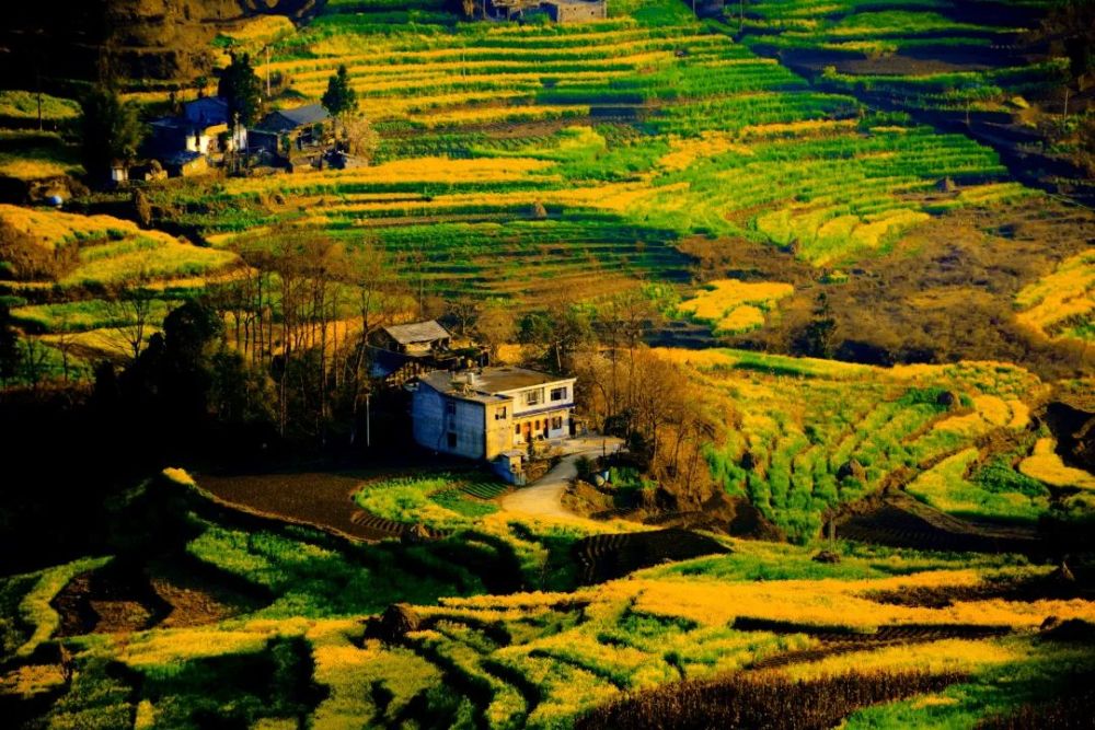 织金县阿弓镇油菜花开迎客来