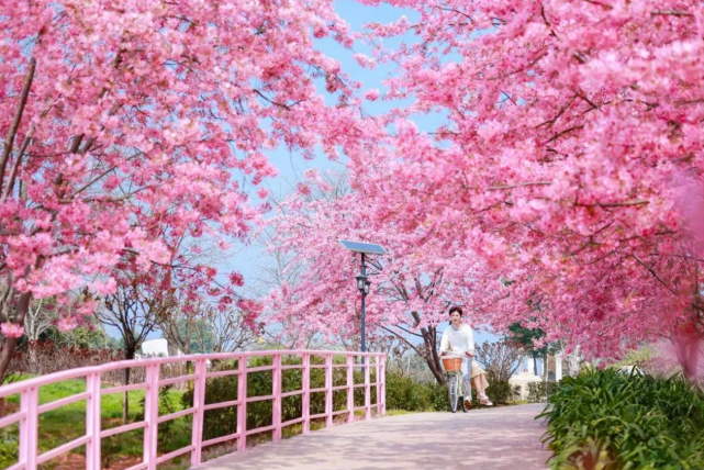 成都|地鐵|漫花莊園|三聖花鄉|自駕|櫻花|門票|公園|櫻花園