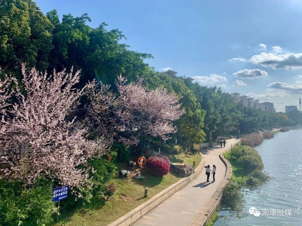 3月10日在南康区蓉江河畔"一江两岸"粉色樱花渐次盛开为春日的绿道