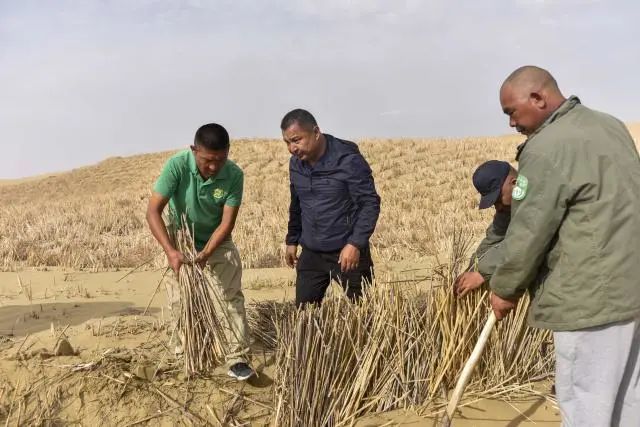 在尉犁县阿其克沙化土地封禁保护区试点项目里,尉犁县国有林管理局的