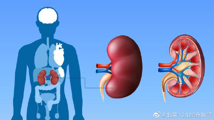 哪些不良生活习惯会带来肾损伤