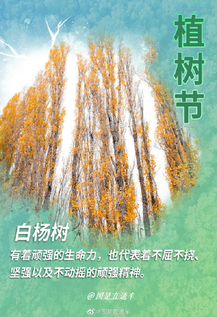关于"树语"你知道多少