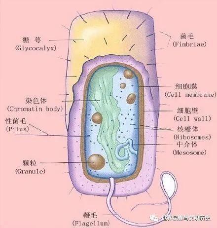 (2)細胞膜細菌的細胞膜與真核細胞的細胞膜組成差異不大,惟細菌的細胞