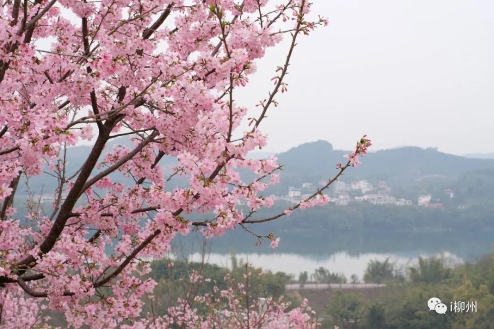 广西这个樱花谷满眼都是浪漫……