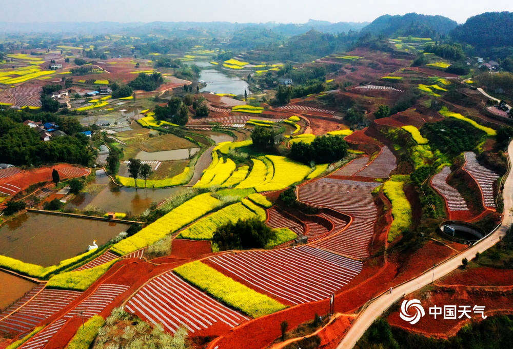 在三月明媚的春光下,四川自贡市荣县乐德镇天宫庙村的的红土地与金黄