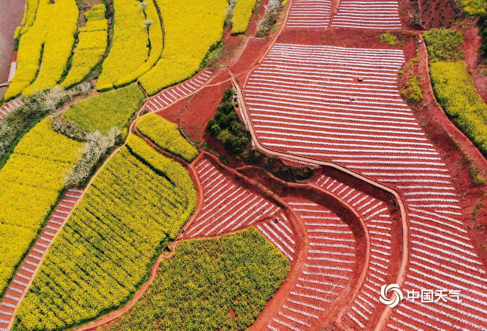 在三月明媚的春光下,四川自贡市荣县乐德镇天宫庙村的的红土地与金黄