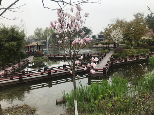 散文為成飛公園叫好袁徵