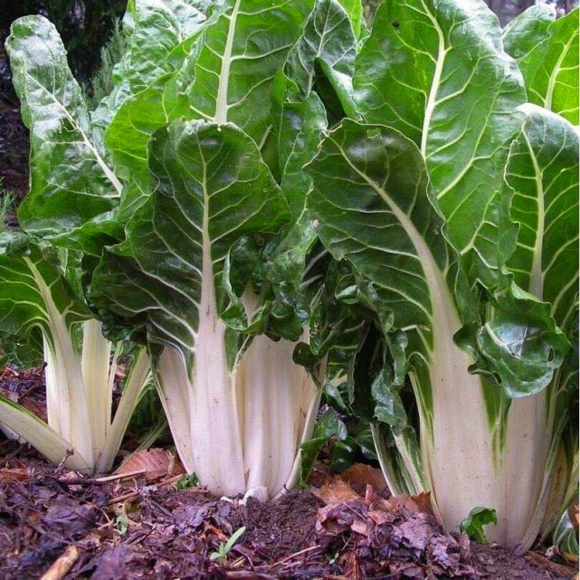 亩产10吨柔嫩多汁牛皮菜是猪的好饲草