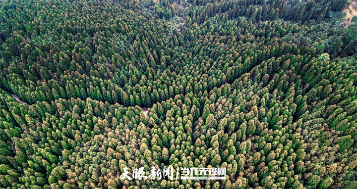 贵州暮光森林护林员李荣28年种百亩树巡万亩林