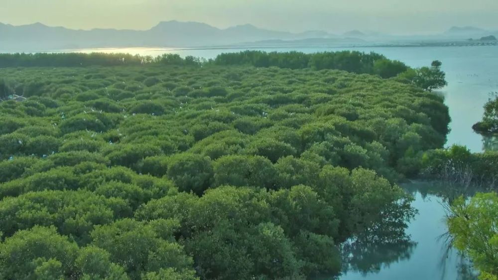 惠东盐洲岛红树林图片