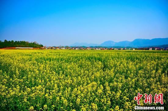 湖北远安油菜花盛开花田美如调色板 远安 刘康 油菜花 湖北远安 周星亮