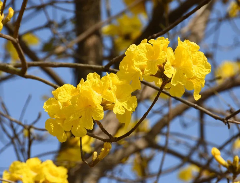 目前,这片黄花风铃木花海即将迎来盛花期,未来两周都是最佳观赏期!